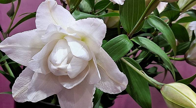 重瓣百合 阿努卡斯 (圖片3)