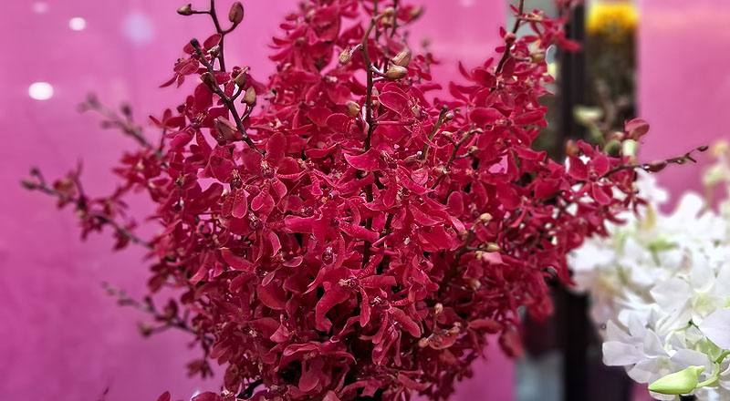 腎藥蘭 曼谷火焰 (圖片1)