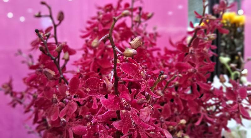 腎藥蘭 曼谷火焰 (圖片3)