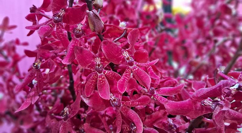 腎藥蘭 曼谷火焰 (圖片4)