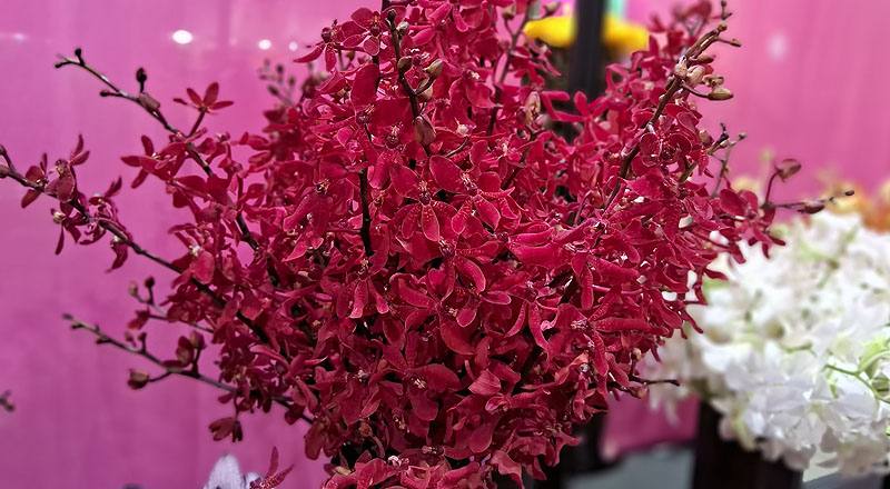 腎藥蘭 曼谷火焰 (圖片2)