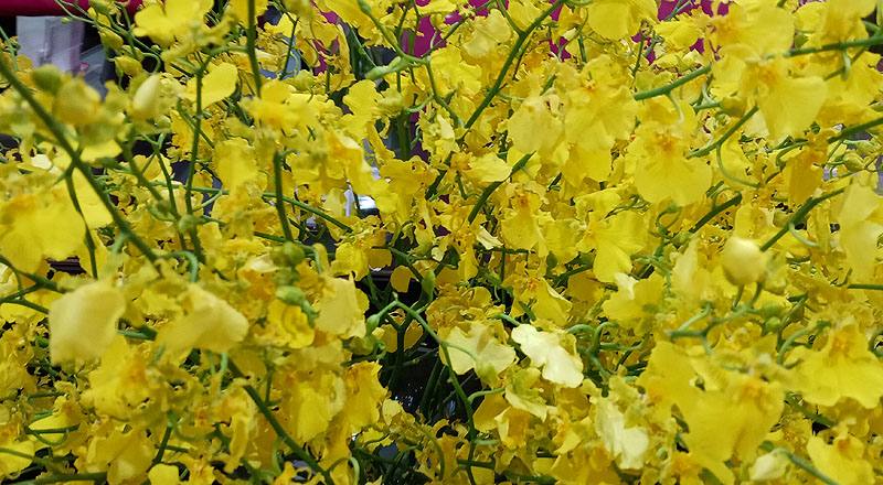 檸檬綠文心蘭 (圖片3)