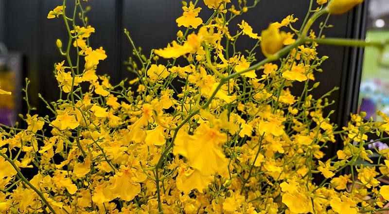 檸檬綠文心蘭 (圖片6)