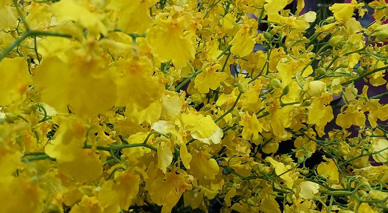 檸檬綠文心蘭 (圖片4)