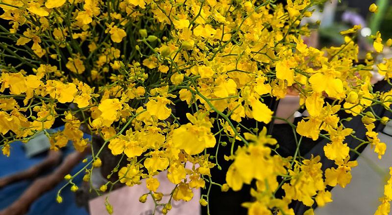 檸檬綠文心蘭 (圖片5)