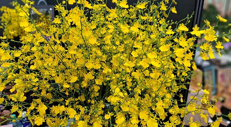 檸檬綠文心蘭 (圖片7)