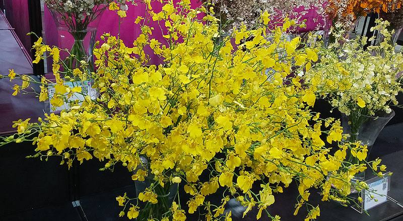 檸檬綠文心蘭 (圖片1)