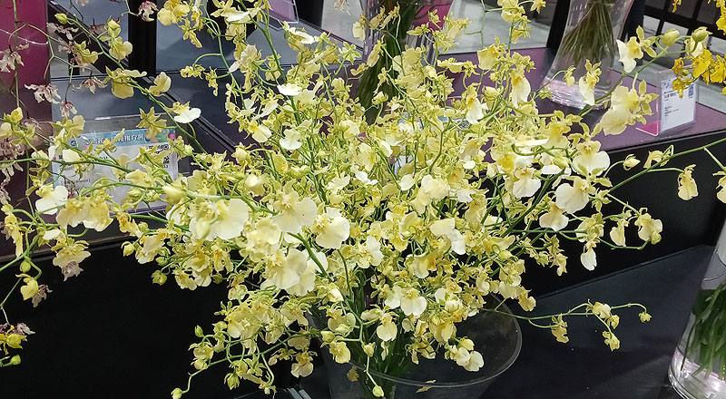 文心蘭 愛琳娜 (圖片1)