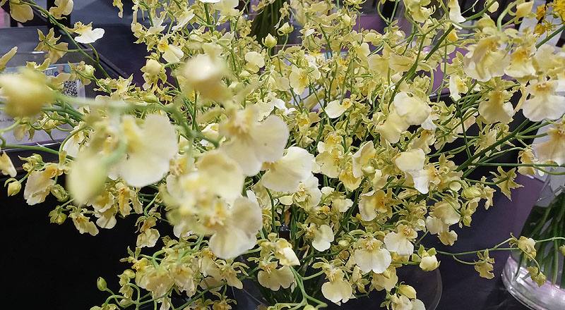 文心蘭 愛琳娜 (圖片2)