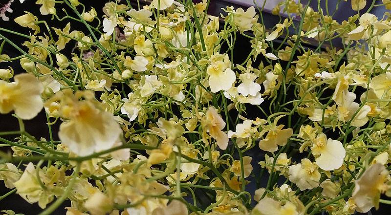 文心蘭 愛琳娜 (圖片4)