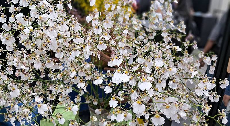 文心蘭 白雪 (圖片1)