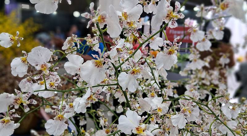 文心蘭 白雪 (圖片4)