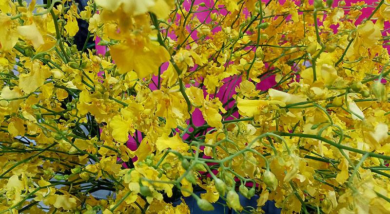 文心蘭 大自然翡翠 (圖片4)