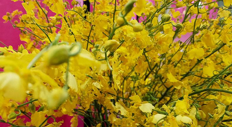 文心蘭 大自然翡翠 (圖片3)