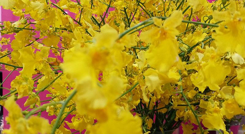 文心蘭 大自然翡翠 (圖片2)