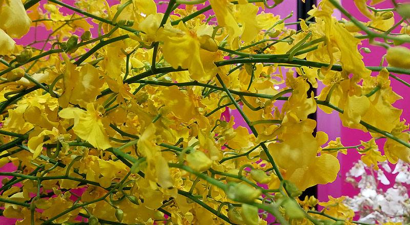 文心蘭 大自然翡翠 (圖片5)