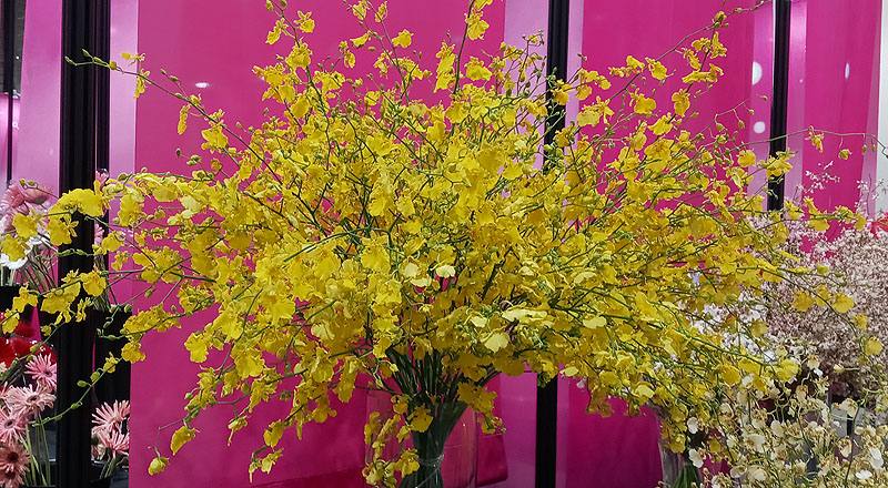 文心蘭 大自然翡翠 (圖片1)