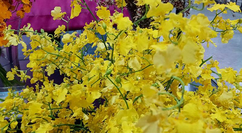 文心蘭 太陽之子 (圖片2)