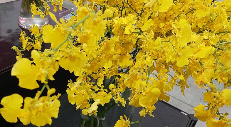 文心蘭 太陽之子 (圖片4)