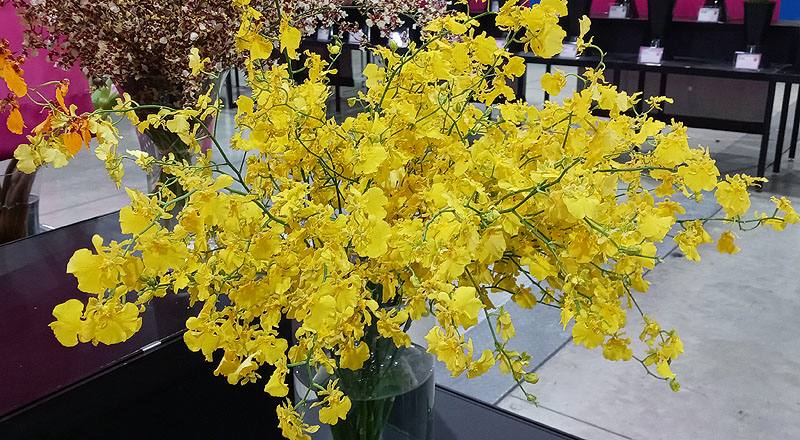 文心蘭 太陽之子 (圖片1)