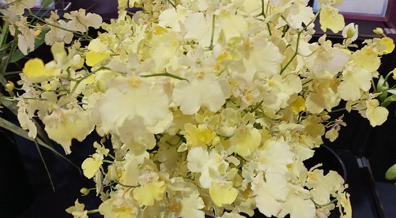 文心蘭 月光旋律 (圖片3)