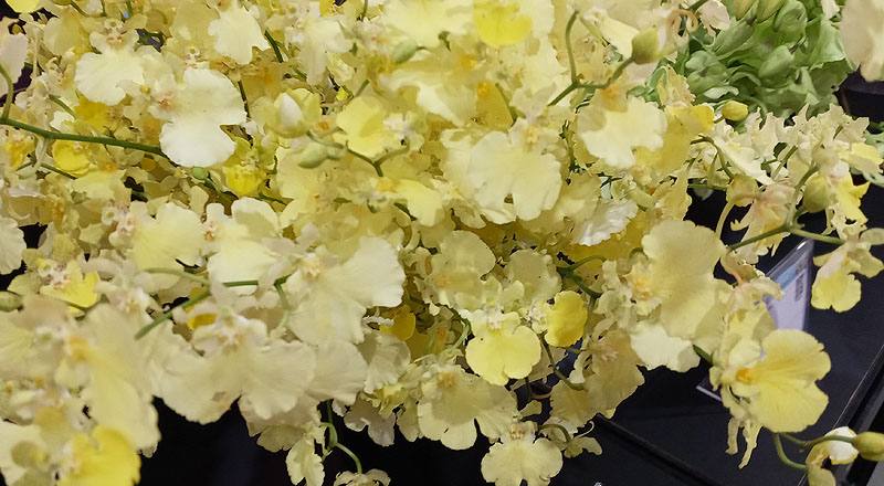 文心蘭 月光旋律 (圖片2)