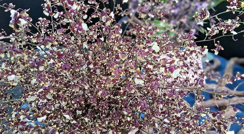 文心蘭 巧克力 (圖片1)