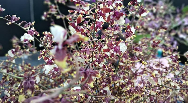 文心蘭 巧克力 (圖片2)