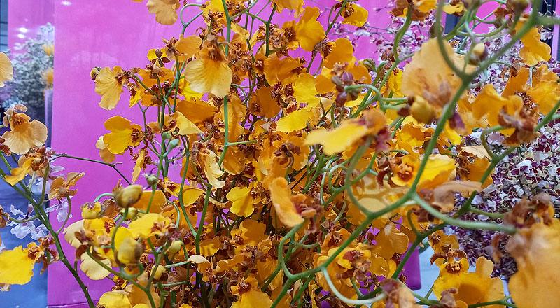 文心蘭 桔娃娃 (圖片2)