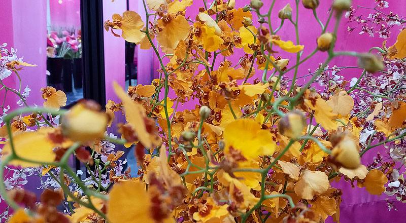 文心蘭 桔娃娃 (圖片4)