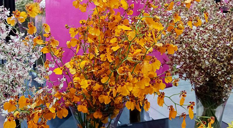 文心蘭 桔娃娃 (圖片1)