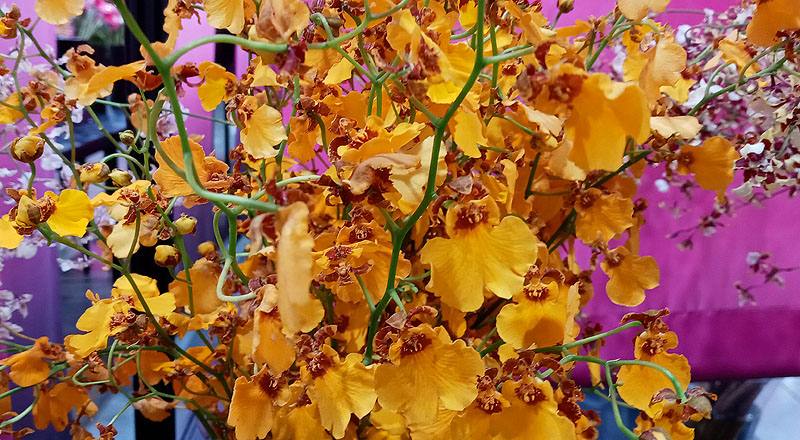 文心蘭 桔娃娃 (圖片3)