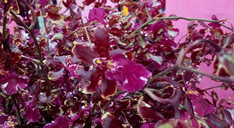 文心蘭 野貓 (圖片3)