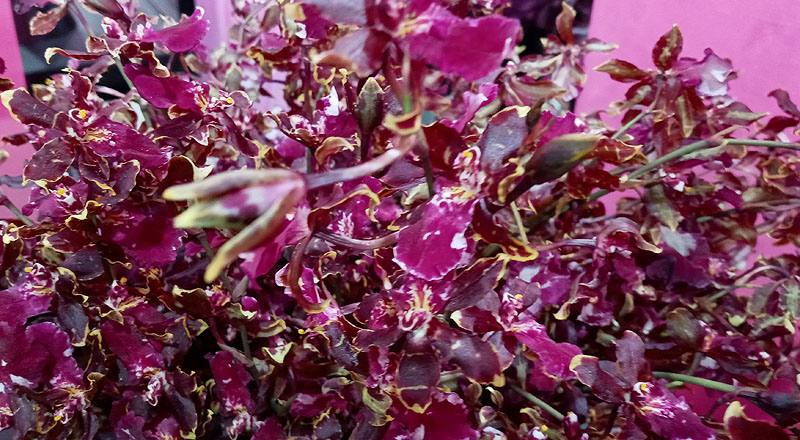 文心蘭 野貓 (圖片4)