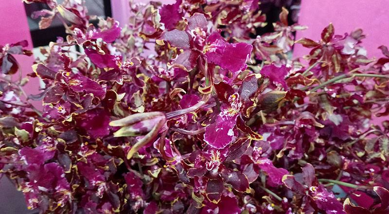 文心蘭 野貓 (圖片5)