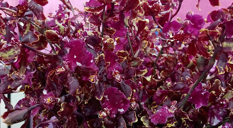 文心蘭 野貓 (圖片2)