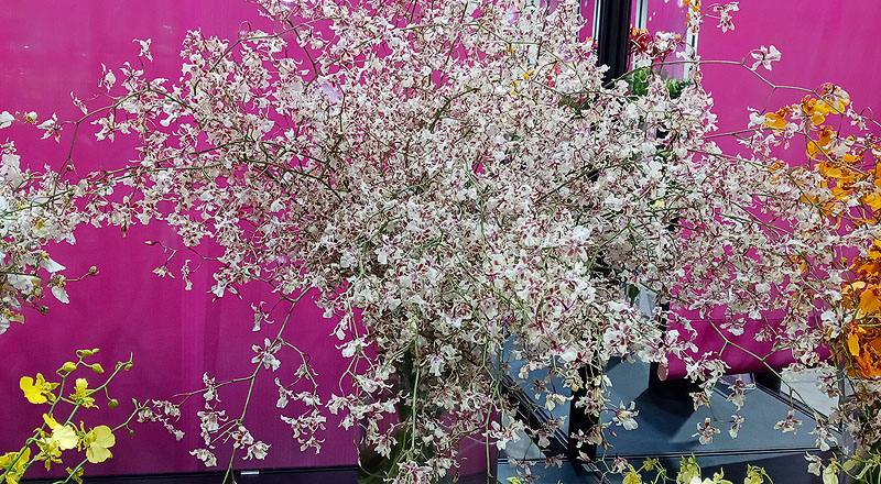 文心蘭 雪櫻白 (圖片1)