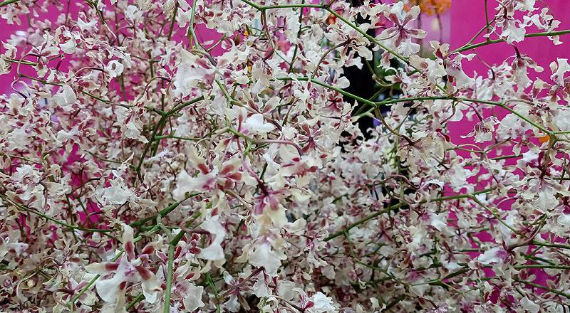 文心蘭 雪櫻白 (圖片3)