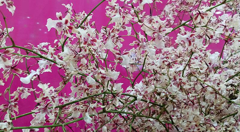 文心蘭 雪櫻白 (圖片2)