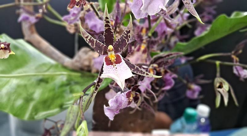 文心蘭 紫天王 (圖片2)