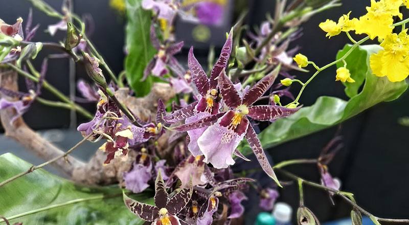 文心蘭 紫天王 (圖片1)