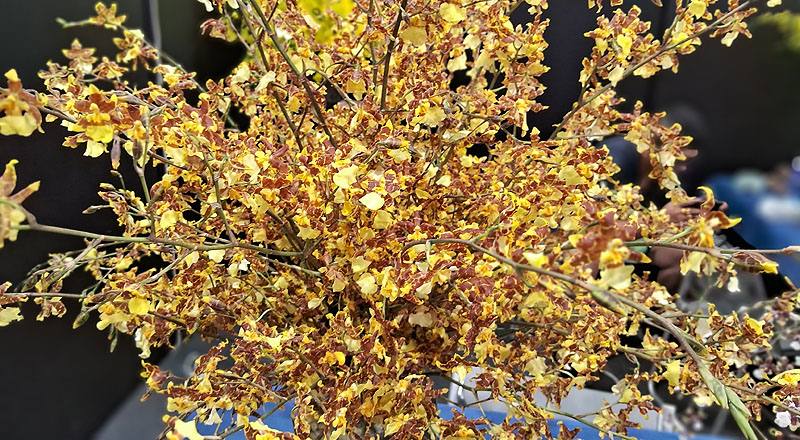 文心蘭 黃金舞后 (圖片1)