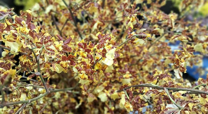 文心蘭 黃金舞后 (圖片2)