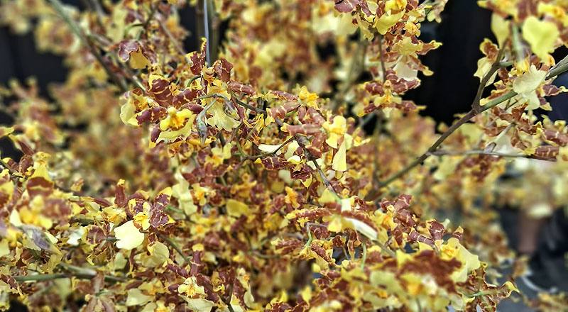 文心蘭 黃金舞后 (圖片4)