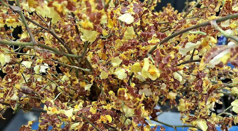 文心蘭 黃金舞后 (圖片3)