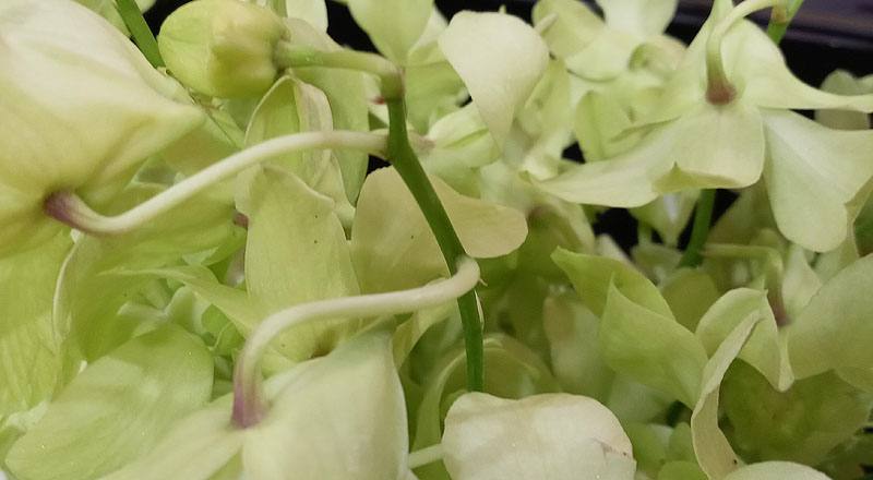 石斛蘭 綠 (圖片4)