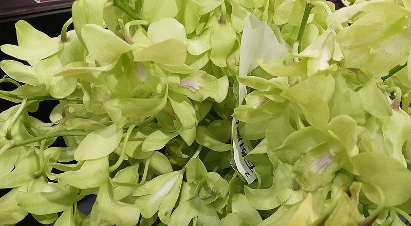 石斛蘭 綠 (圖片2)