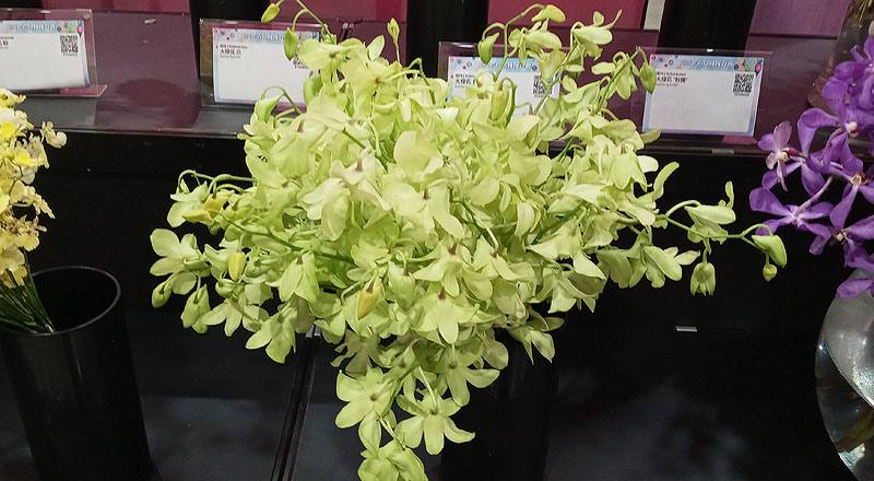 石斛蘭 綠 (圖片1)