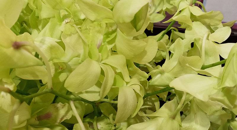 石斛蘭 綠 (圖片3)