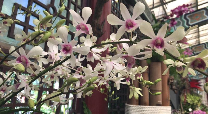 香檳白紅心 (圖片1)